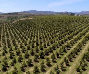 Conteo de árboles y plantas